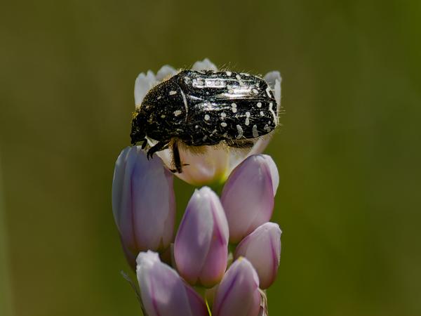 <h3><a href="/trips/ebro/biota/animalia/arthropoda/insecta/coleoptera/scarabaeidae/oxythyrea funesta/oxythyrea funesta-nl.html">Oxythyrea&nbsp;funesta</a> /  / Rouwende&nbsp;gouden&nbsp;tor</h3>OM-1 Mark II met OLYMPUS M.300mm F4.0, 1/2000 sec  bij F4.0, ISO 400, afstand 1.965&nbsp;m